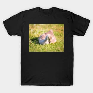 Gosling Catches Some Rays in Oregon T-Shirt